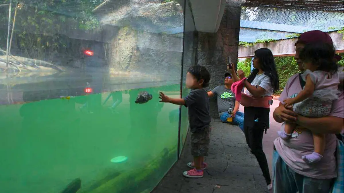 zoológico de chapultepec_archivo